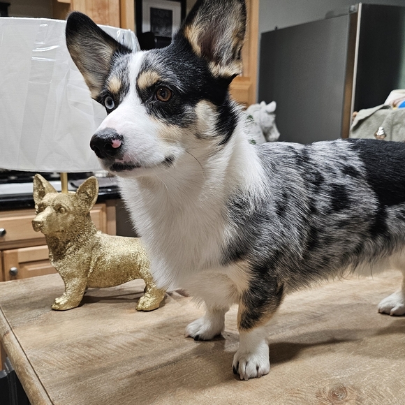 Corgi lamp - Picture 8 of 8